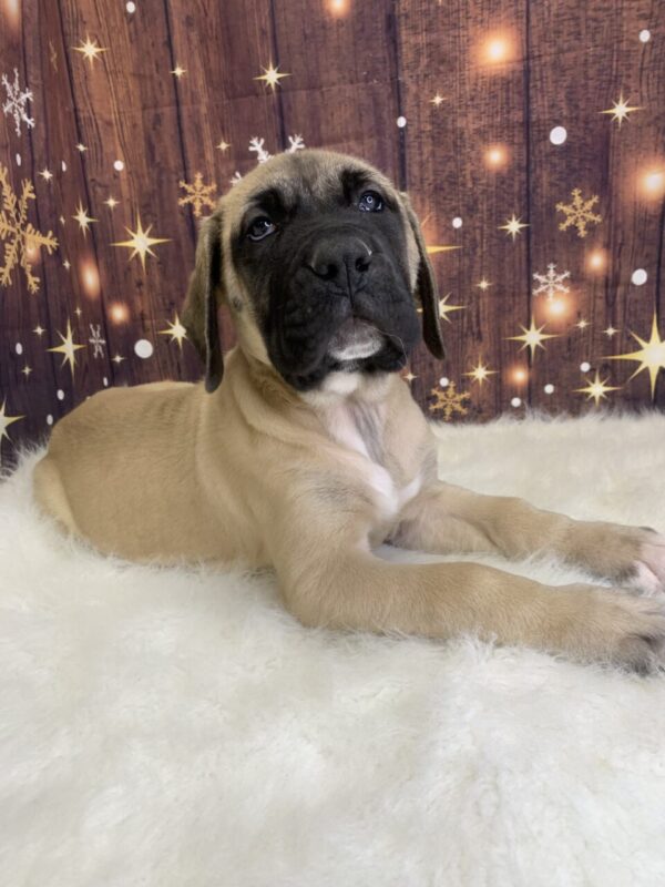 esme-600x800 Esme (Female) English Mastiff $1999.99 (Found Loving Home)