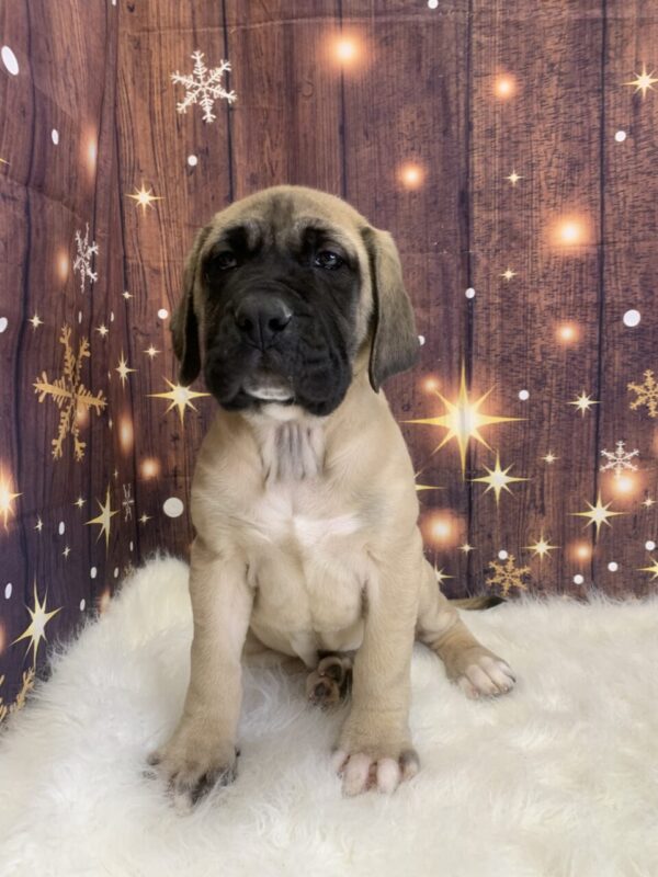 esme1-600x800 Esme (Female) English Mastiff $1999.99 (Found Loving Home)