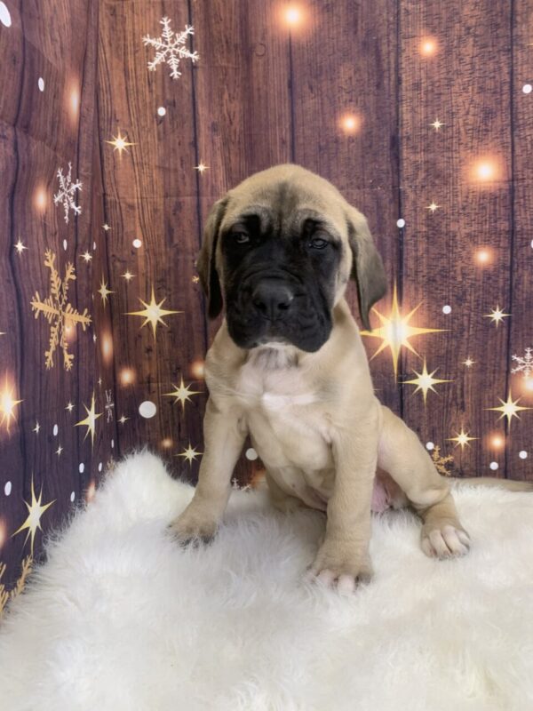 esme2-600x800 Esme (Female) English Mastiff $1999.99 (Found Loving Home)