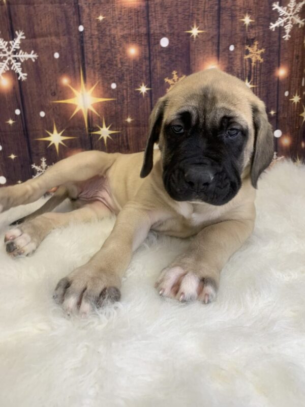 esme4-600x800 Esme (Female) English Mastiff $1999.99 (Found Loving Home)