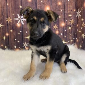 gabby-300x300 Gabby (Female) German Shepherd $1899.99 (Found Loving Home)