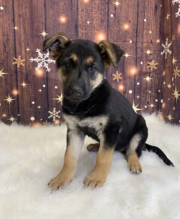 gabby-600x729 Gabby (Female) German Shepherd $1899.99 (Found Loving Home)