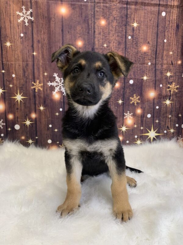 gabby1-600x800 Gabby (Female) German Shepherd $1899.99 (Found Loving Home)