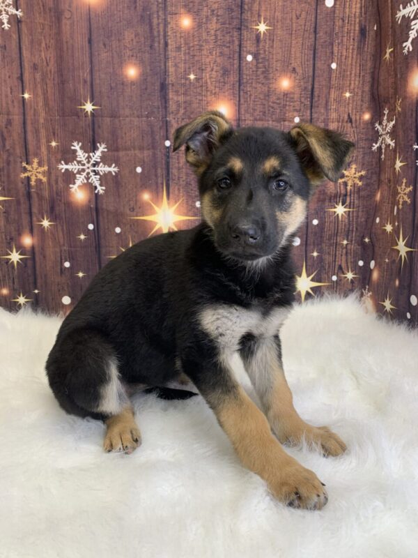 gabby2-600x800 Gabby (Female) German Shepherd $1899.99 (Found Loving Home)