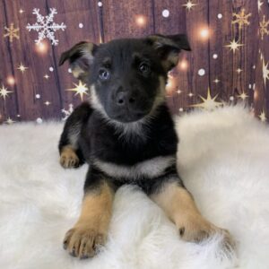 gail-300x300 Gail (Female) German Shepherd $1899.99 (Found Loving Home)