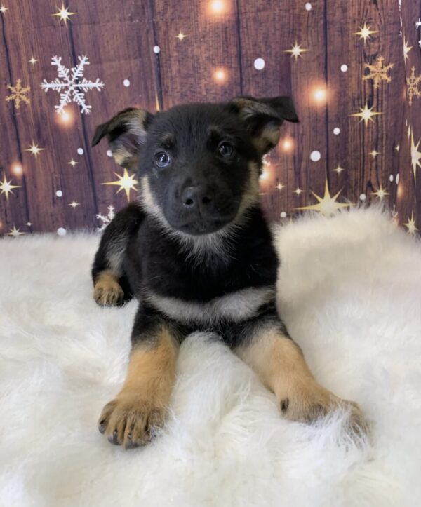 gail-600x723 Gail (Female) German Shepherd $1899.99 (Found Loving Home)