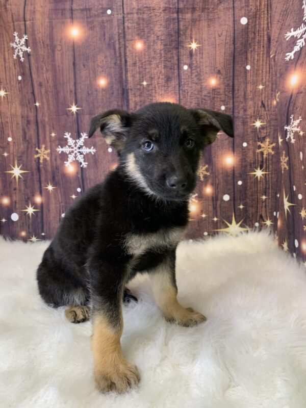 gail1-600x800 Gail (Female) German Shepherd $1899.99 (Found Loving Home)
