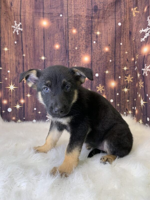 gail2-600x800 Gail (Female) German Shepherd $1899.99 (Found Loving Home)
