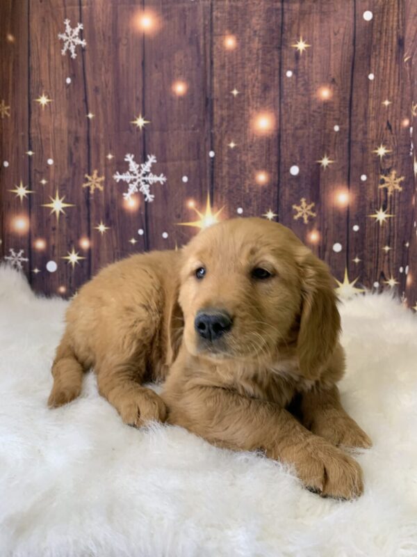 gemma-600x800 Gemma (Female) Golden Retriever $1899.99 (Found Loving Home)