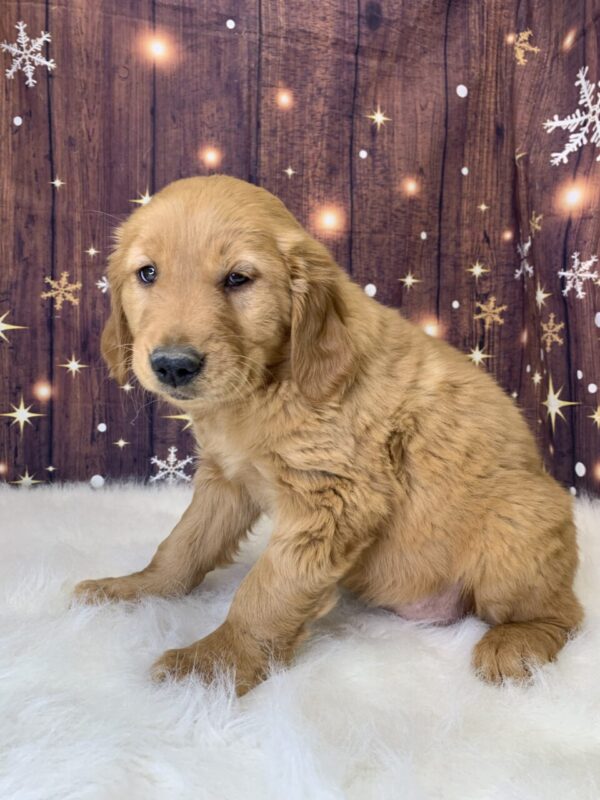 gemma1-600x800 Gemma (Female) Golden Retriever $1899.99 (Found Loving Home)
