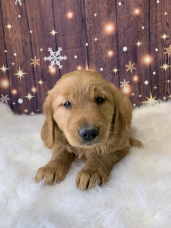 gemma2-600x800 Gemma (Female) Golden Retriever $1899.99 (Found Loving Home)