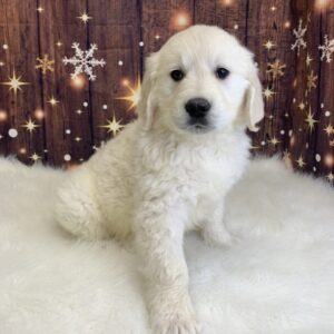 gene-300x300 Gene (Male) Golden Retriever $1899.99 (Found Loving Home)