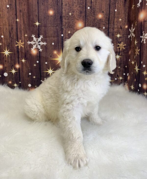 gene-600x731 Gene (Male) Golden Retriever $1899.99 (Found Loving Home)