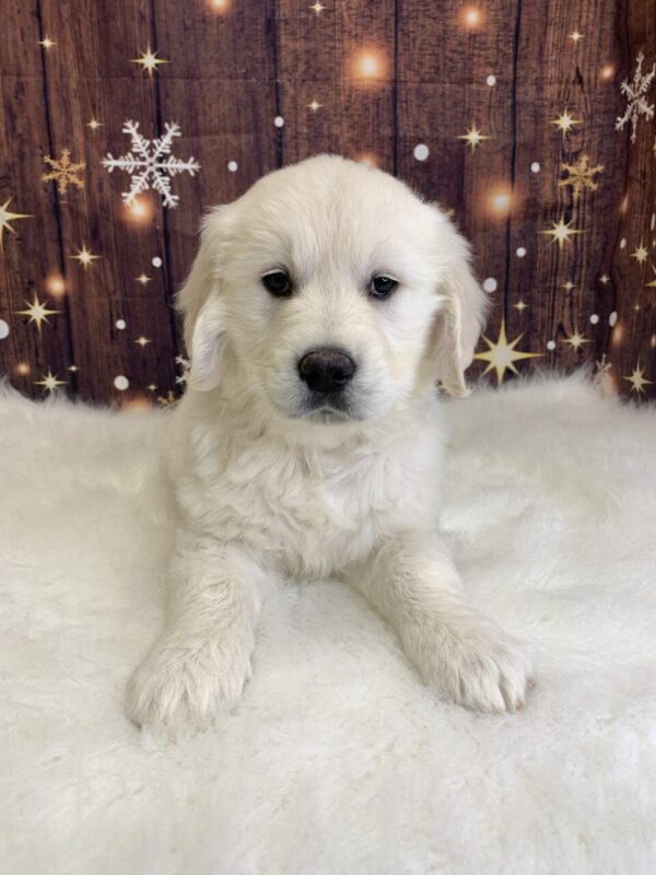 gene1-600x800 Gene (Male) Golden Retriever $1899.99 (Found Loving Home)