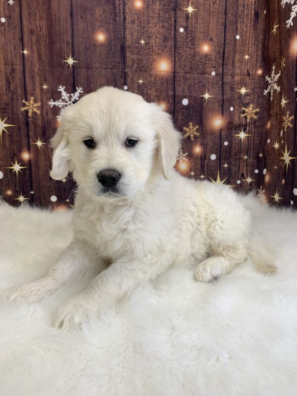 gene2-600x800 Gene (Male) Golden Retriever $1899.99 (Found Loving Home)