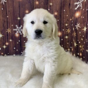 george-300x300 George (Male) Golden Retriever $1899.99 (Found Loving Home)