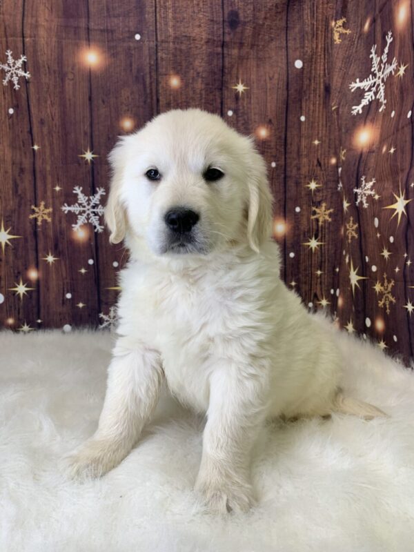 george-600x800 George (Male) Golden Retriever $1899.99 (Found Loving Home)