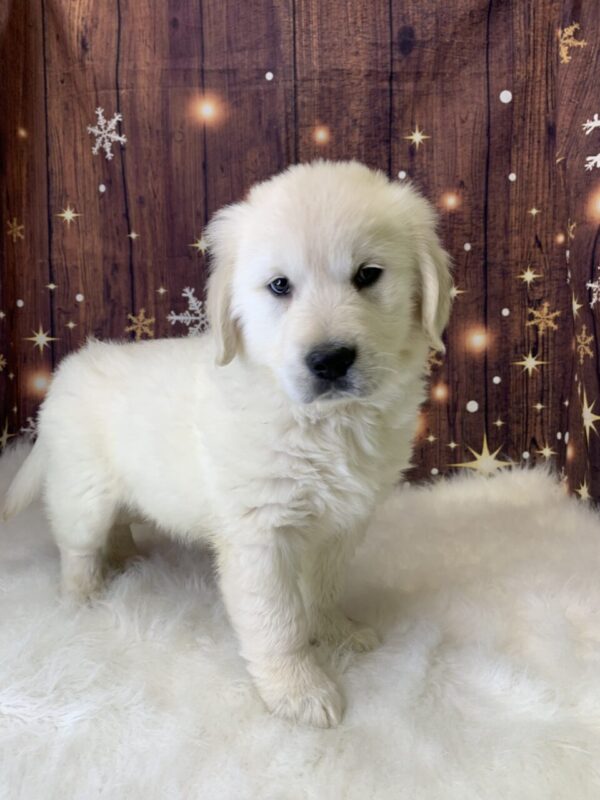george1-600x800 George (Male) Golden Retriever $1899.99 (Found Loving Home)