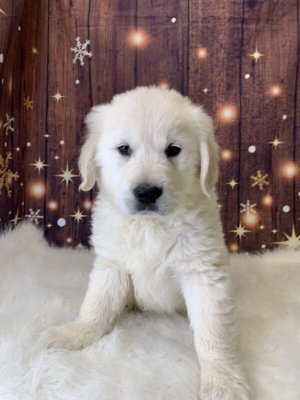 george2-600x800 George (Male) Golden Retriever $1899.99 (Found Loving Home)
