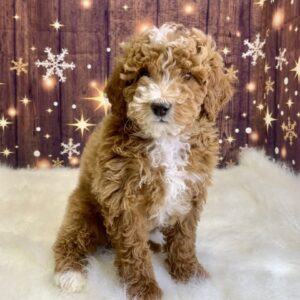 geraldine-300x300 Geraldine (Female) Mini Goldendoodle $1899.99 (Found Loving Home)