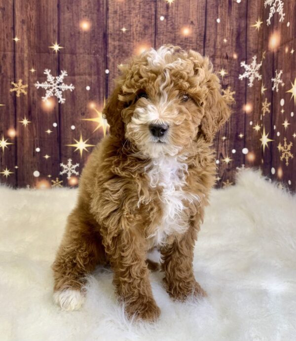 geraldine-600x692 Geraldine (Female) Mini Goldendoodle $1899.99 (Found Loving Home)