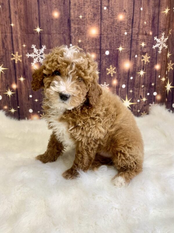 geraldine2-600x800 Geraldine (Female) Mini Goldendoodle $1899.99 (Found Loving Home)