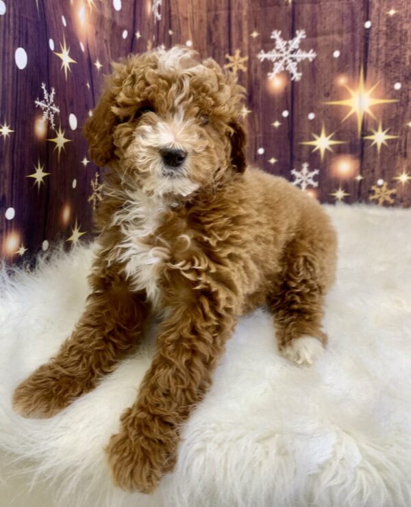 geraldine3-600x741 Geraldine (Female) Mini Goldendoodle $1899.99 (Found Loving Home)