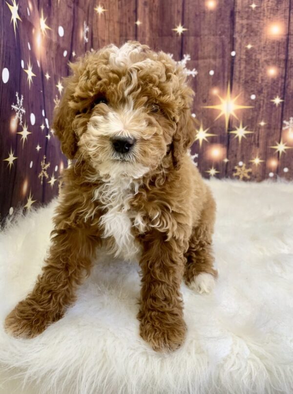 geraldine4-600x807 Geraldine (Female) Mini Goldendoodle $1899.99 (Found Loving Home)