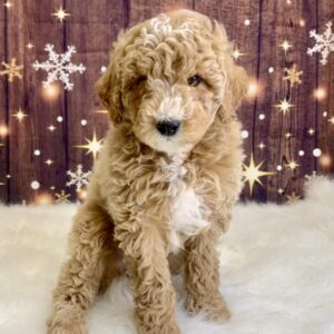 gerardo-300x300 Gerardo (Male) Mini Goldendoodle $1899.99 (Found Loving Home)