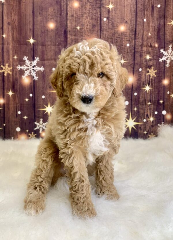 gerardo-600x831 Gerardo (Male) Mini Goldendoodle $1899.99 (Found Loving Home)