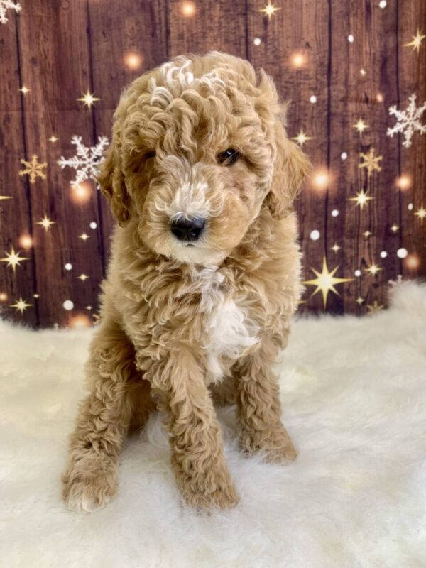 gerardo2-600x800 Gerardo (Male) Mini Goldendoodle $1899.99 (Found Loving Home)