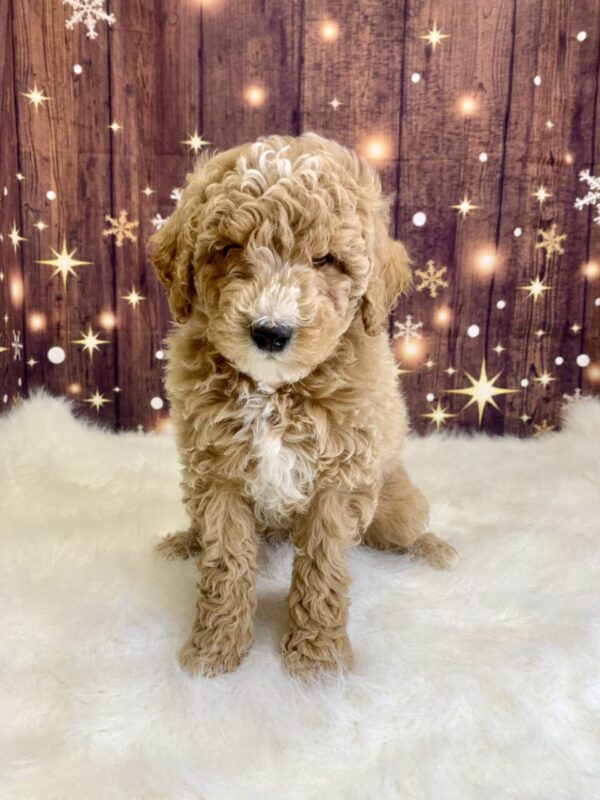 gerardo3-600x800 Gerardo (Male) Mini Goldendoodle $1899.99 (Found Loving Home)
