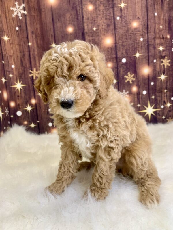 gerardo4-600x800 Gerardo (Male) Mini Goldendoodle $1899.99 (Found Loving Home)