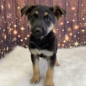 gilbert-300x300 Gilbert (Male) German Shepherd $1899.99 (Found Loving Home)