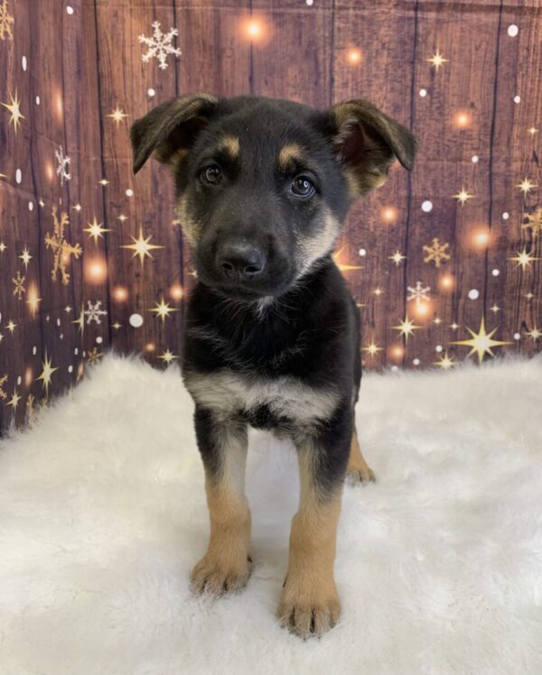 gilbert-600x748 Gilbert (Male) German Shepherd $1899.99 (Found Loving Home)