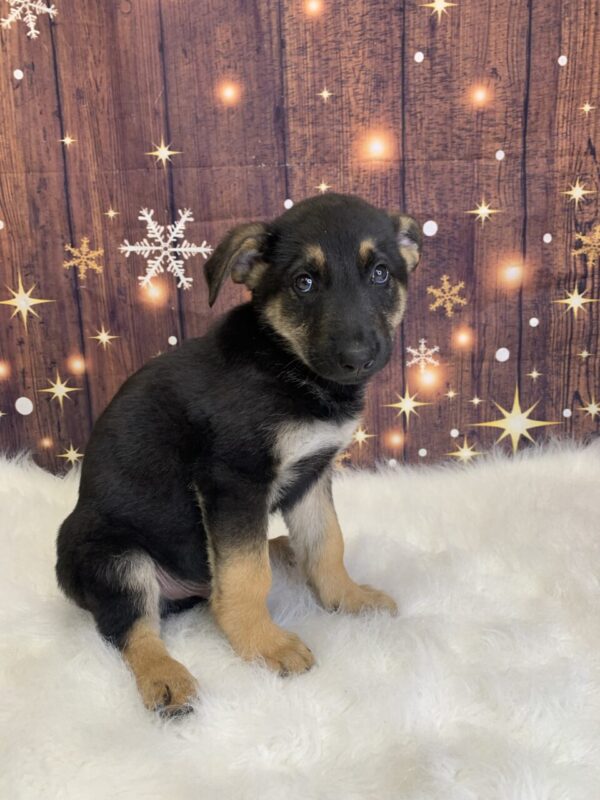 gilbert1-600x800 Gilbert (Male) German Shepherd $1899.99 (Found Loving Home)