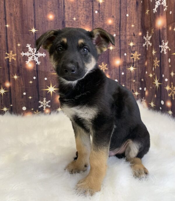 gilbert2-600x691 Gilbert (Male) German Shepherd $1899.99 (Found Loving Home)