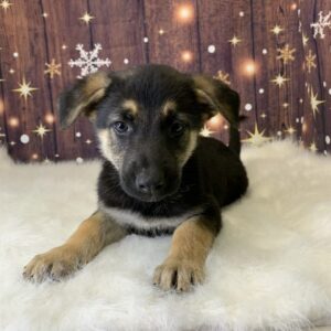 giselle-300x300 Giselle (Female) German Shepherd $1899.99 (Found Loving Home)
