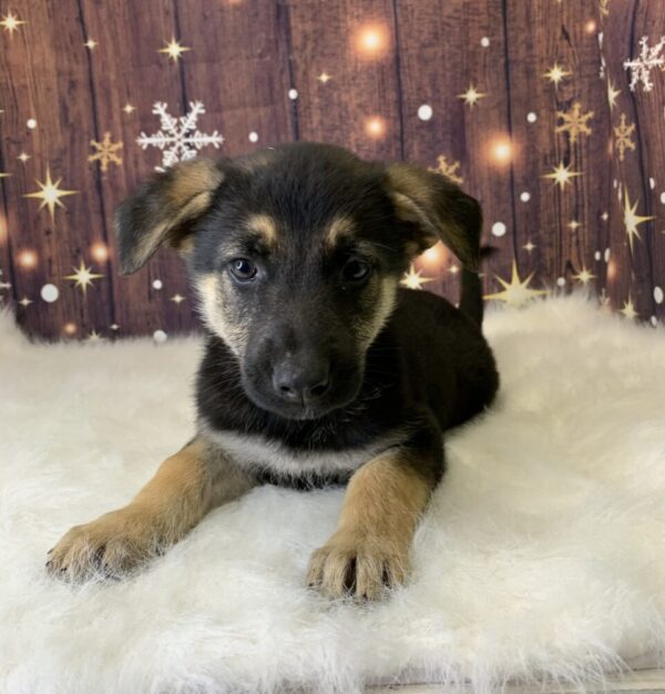 giselle-600x626 Giselle (Female) German Shepherd $1899.99 (Found Loving Home)