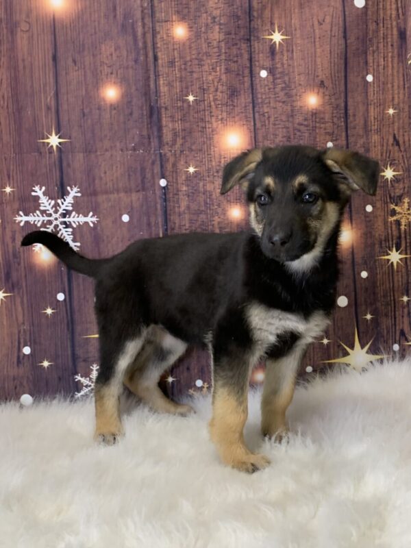 giselle1-600x800 Giselle (Female) German Shepherd $1899.99 (Found Loving Home)