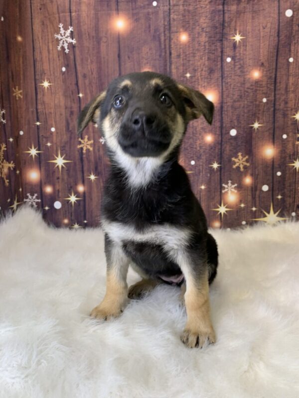 giselle2-600x800 Giselle (Female) German Shepherd $1899.99 (Found Loving Home)