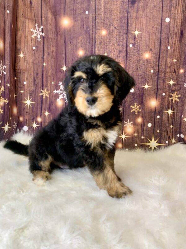 grant-600x800 Grant (Male) Mini Bernagoldendoodle $1899.99 (Found Loving Home)
