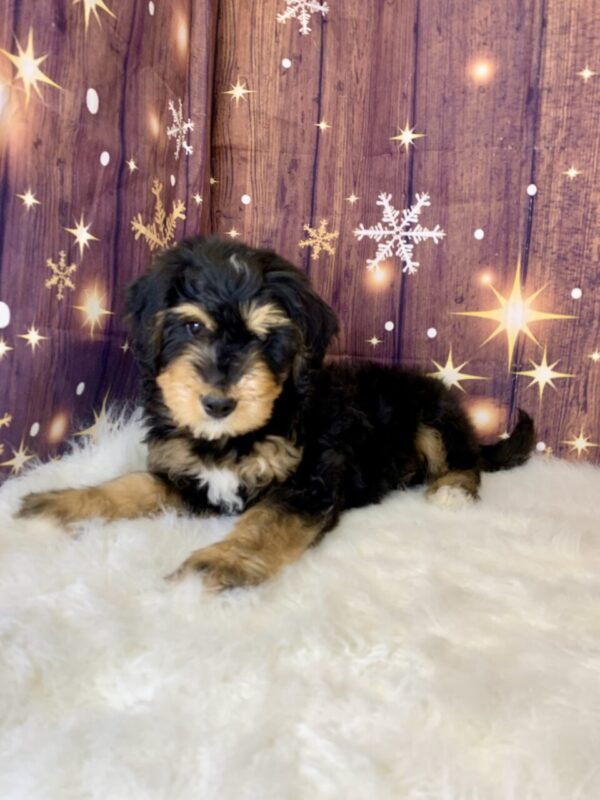 grant1-600x800 Grant (Male) Mini Bernagoldendoodle $1899.99 (Found Loving Home)