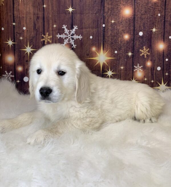 grayson-600x658 Grayson (Male) Golden Retriever $1899.99 (Found Loving Home)