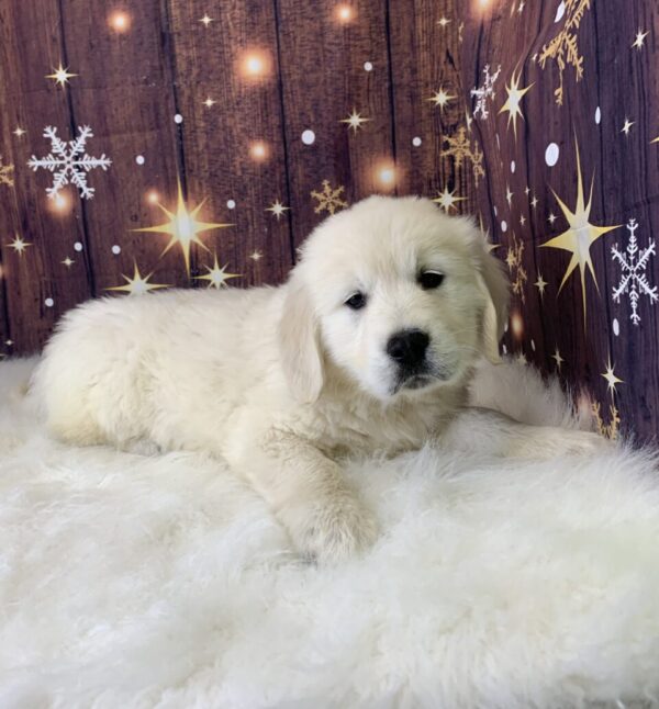 grayson2-600x646 Grayson (Male) Golden Retriever $1899.99 (Found Loving Home)
