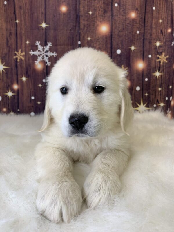 grayson3-600x800 Grayson (Male) Golden Retriever $1899.99 (Found Loving Home)