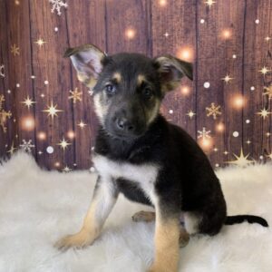 gunnar-300x300 Gunnar (Male) German Shepherd $1899.99 (Found Loving Home)