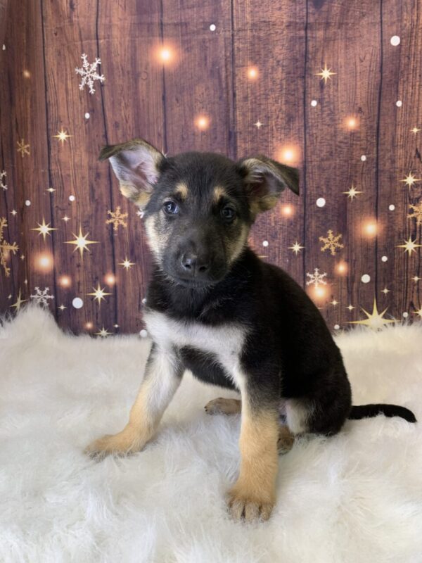 gunnar-600x800 Gunnar (Male) German Shepherd $1899.99 (Found Loving Home)