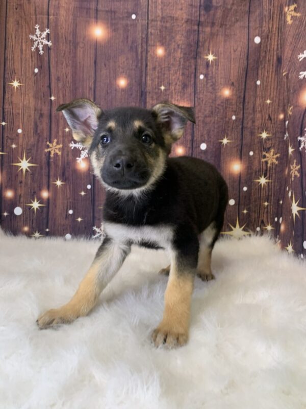 gunnar1-600x800 Gunnar (Male) German Shepherd $1899.99 (Found Loving Home)
