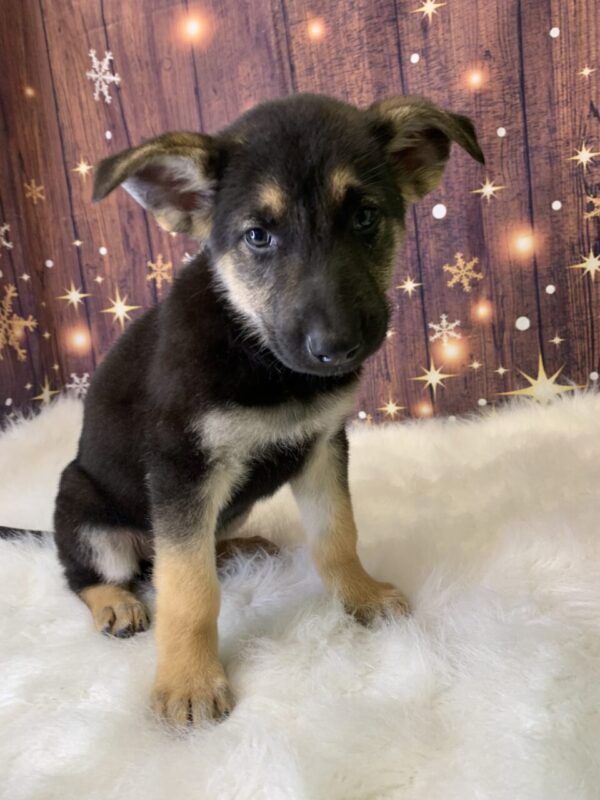 gunnar2-600x800 Gunnar (Male) German Shepherd $1899.99 (Found Loving Home)